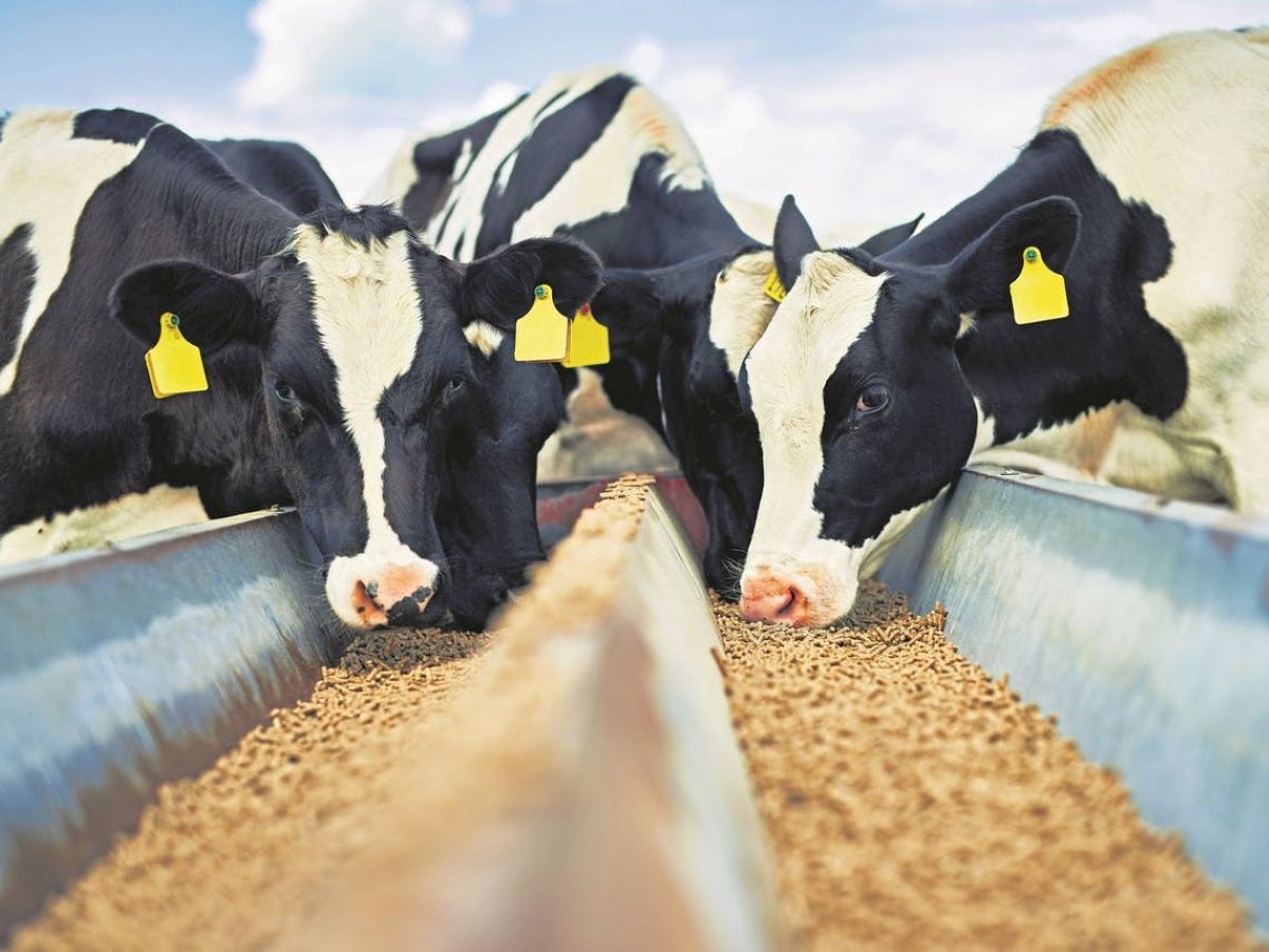 Des aimants séparent le métal de l’alimentation pour bétail et animaux | Goudsmit Magnetics